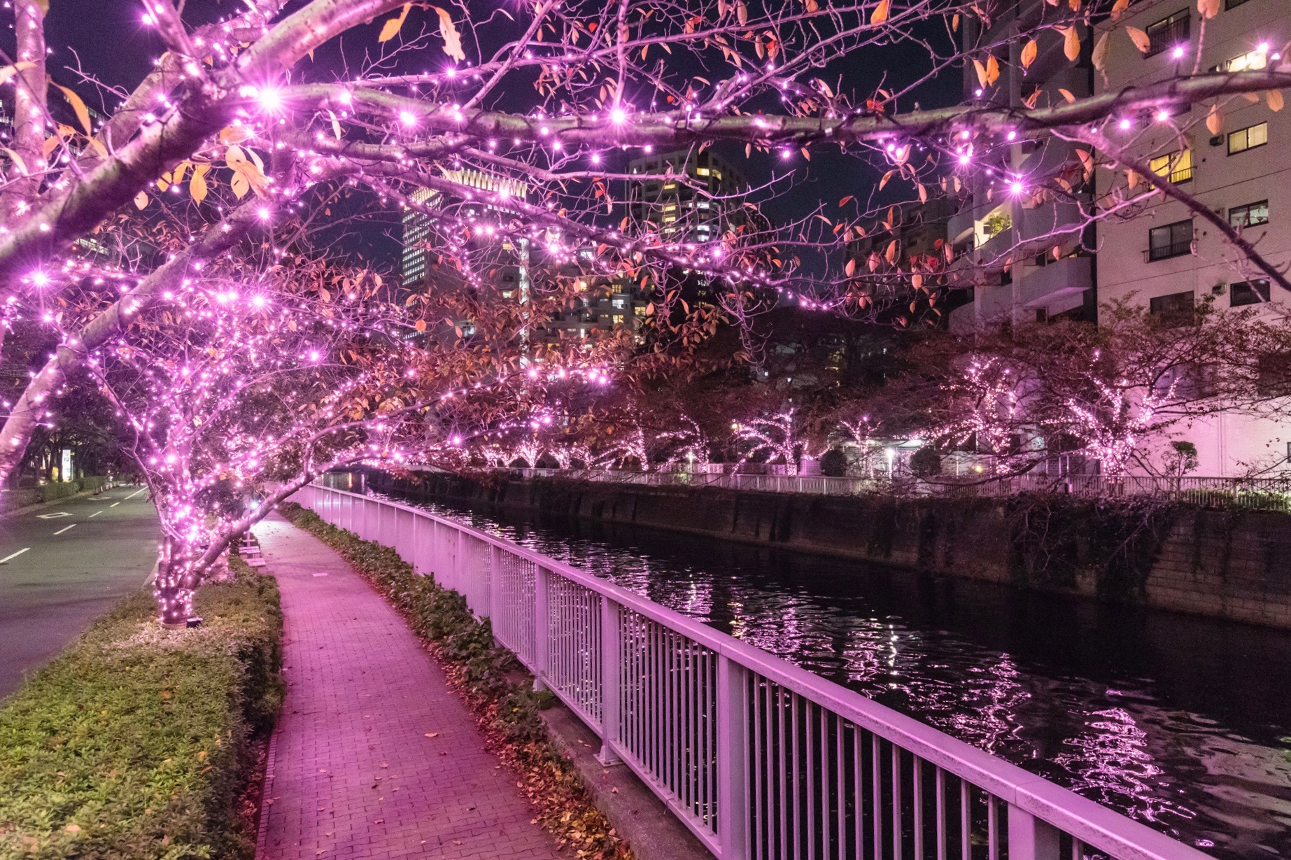 目黒川みんなのイルミネーション2024の画像